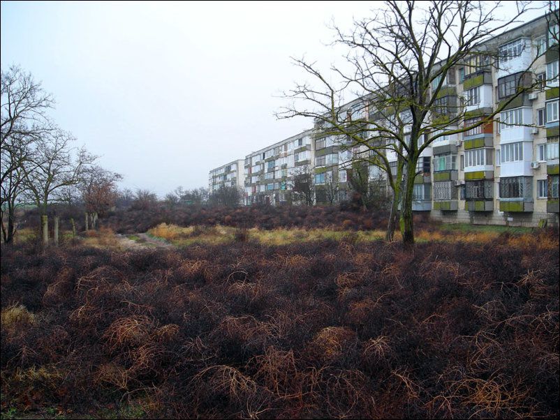 802x602, 121 Kb / Крым, мирный, перекати-поле