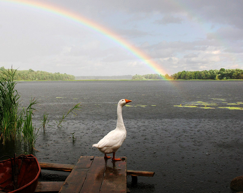 800x637, 193 Kb / радуга, гусь, дождь, лодка, мостик