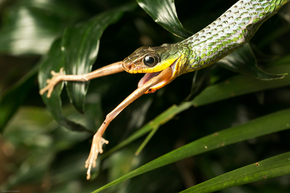 1000x667, 174 Kb / змея, лапы, лягушка