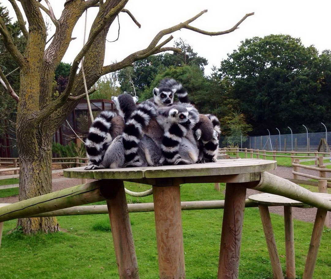 1081x912, 174 Kb / лемур, толпа, стая