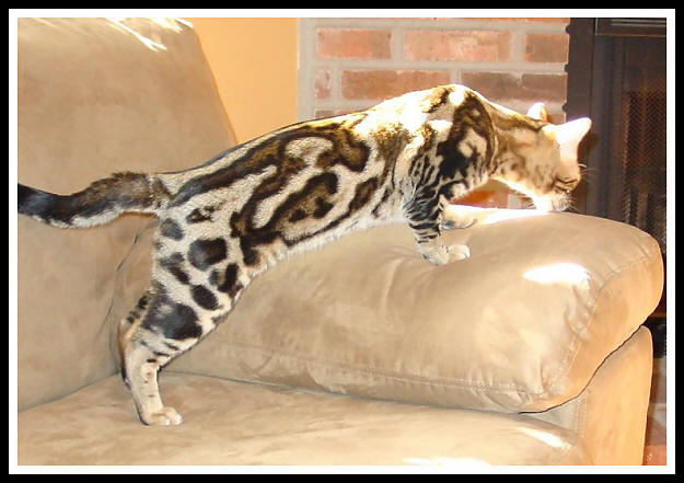 625x441, 47 Kb / бенгал, кот