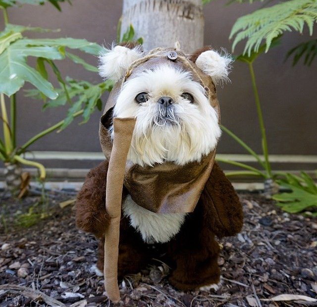 640x620, 153 Kb / собака, костюм