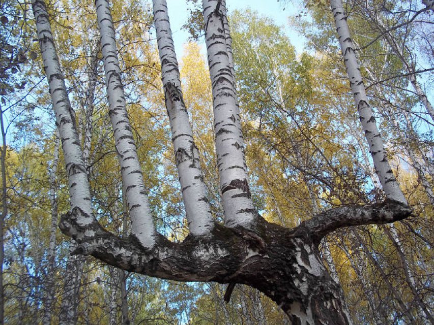 853x640, 223 Kb / берёза