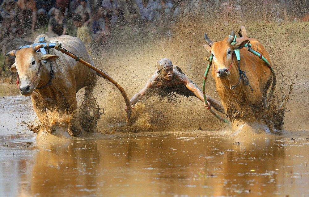 1000x638, 215 Kb / Коровы, Спорт, вода, человек