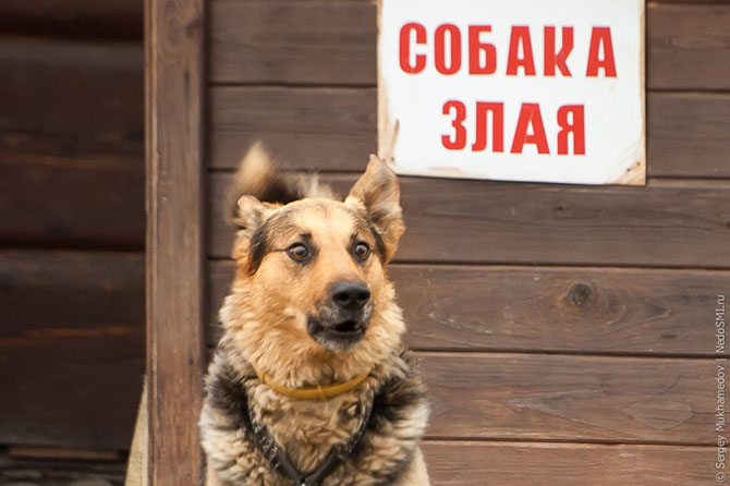 670x446, 90 Kb / Злая собака