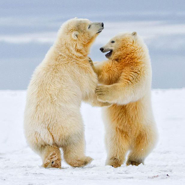 617x617, 61 Kb / медведь, танго