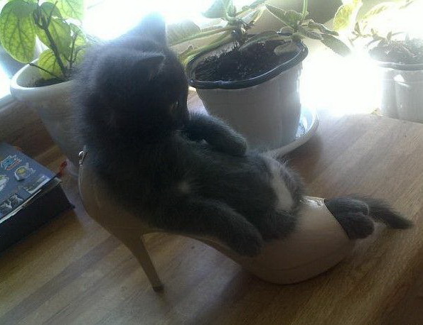 595x458, 77 Kb / кот, туфля, поза