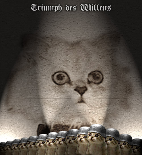 500x543, 103 Kb / коты, новый порядок