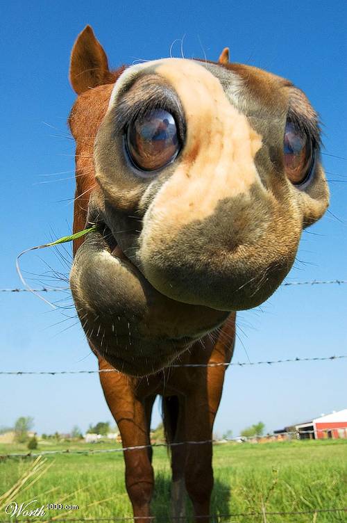 500x752, 52 Kb / лошадь, ноздри, глаза, фотожаба