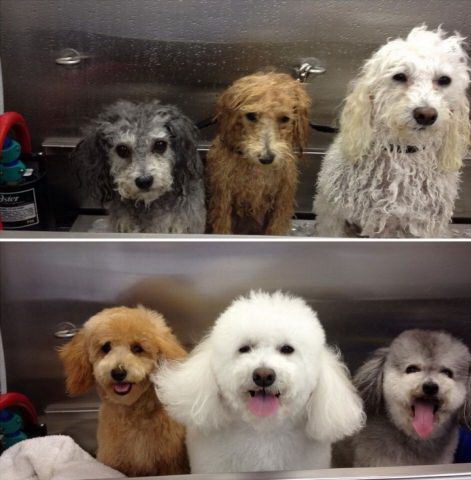 471x480, 56 Kb / собаки, вода, мойка