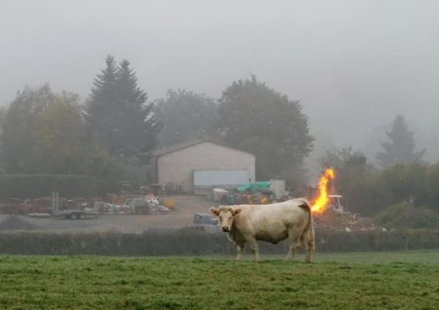 630x445, 45 Kb / корова, пламя, огонь, факел