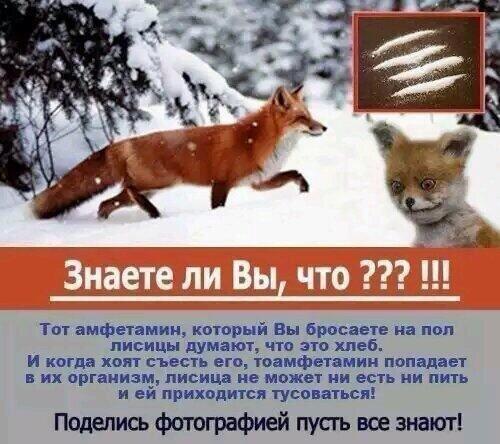 500x444, 46 Kb / упоротый, лис, упоротый текст