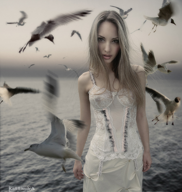 700x736, 151 Kb / чайки, птицы