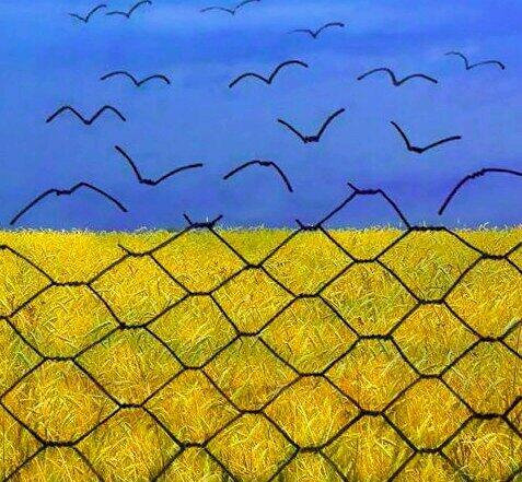 477x441, 58 Kb / свобода, птицы, клетка, флаг, украины, сетка, рабица