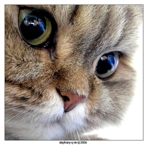 500x492, 50 Kb / кот, морда