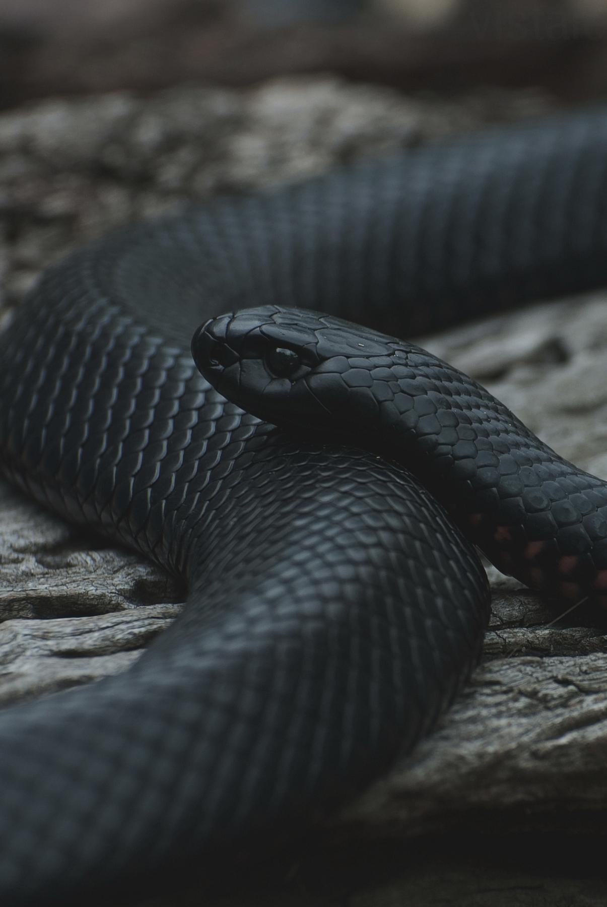 1205x1800, 128 Kb / змея, черная, ехидна