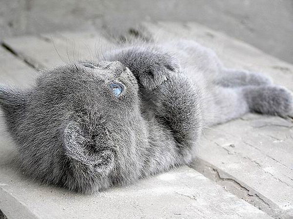 600x448, 82 Kb / котёнок, серый