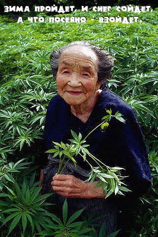 321x480, 48 Kb / старуха, трава, конопля
