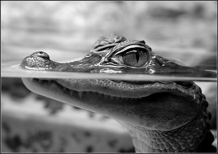 700x493, 95 Kb / крокодил, детёныш, вода, ч/б