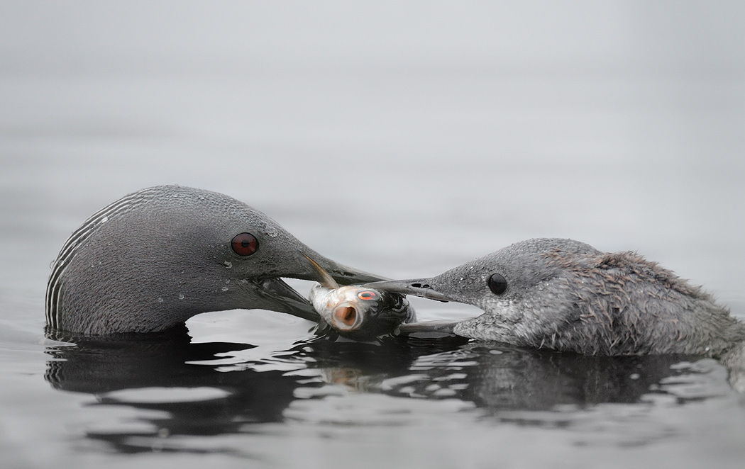 1050x662, 184 Kb / птица, рыба, вода