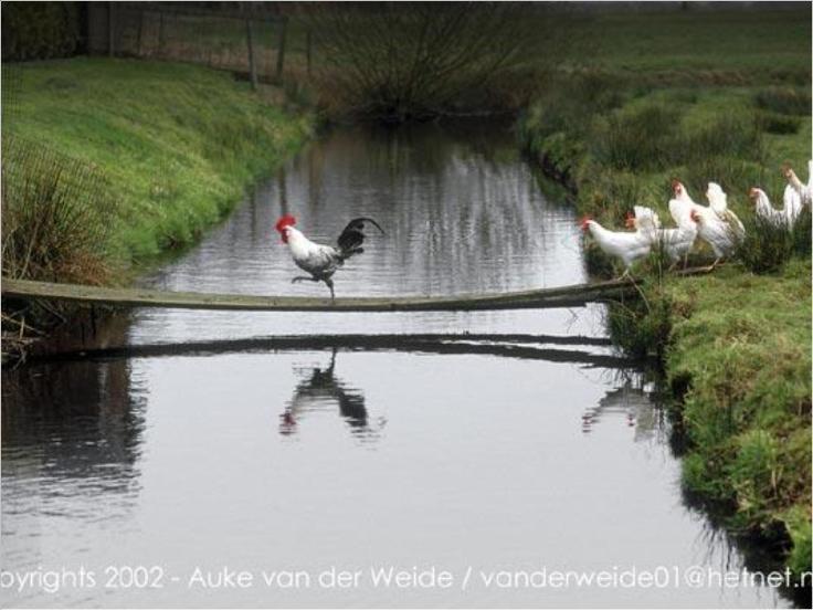 736x552, 54 Kb / петух, куры, мостик, река