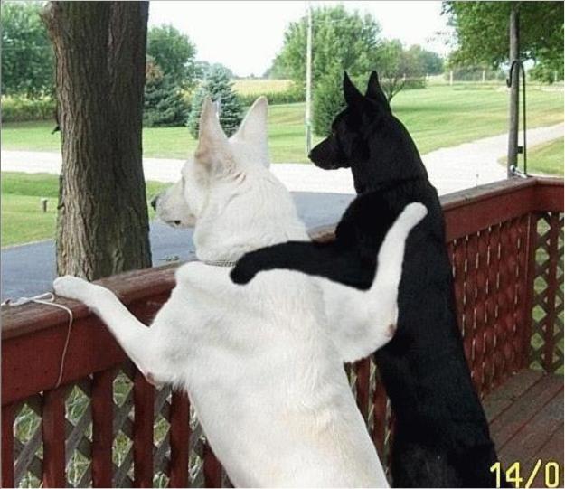 625x541, 53 Kb / собаки