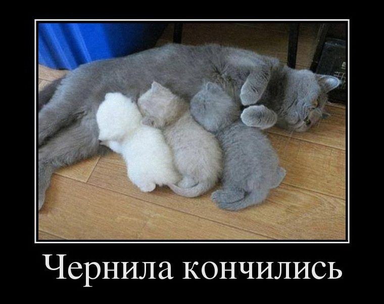 760x601, 68 Kb / кошка, котята, чернила, закончились