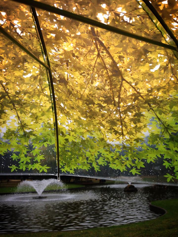 720x960, 140 Kb / зонтик, листья