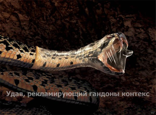 600x444, 78 Kb / удав, гандон