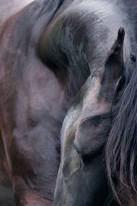 466x700, 64 Kb / лошадь