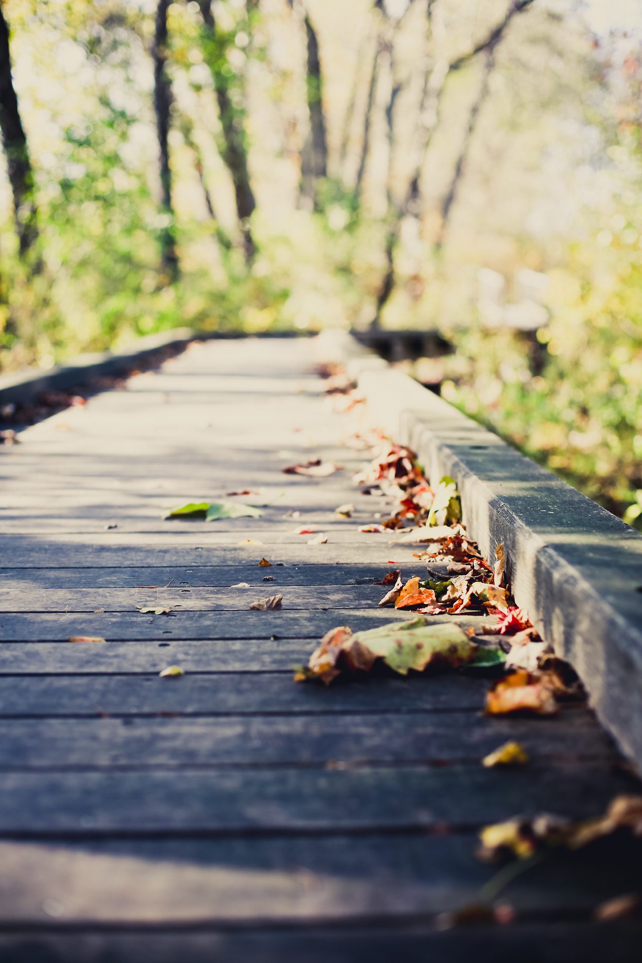 1280x1920, 255 Kb / мост, листья, осень