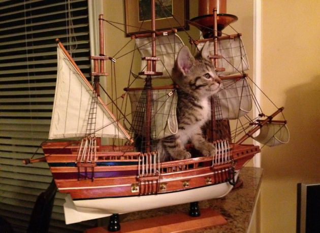 630x459, 87 Kb / кот, капитан, модель, корабль