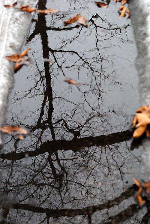 500x747, 295 Kb / лужа листья, отражение, деревья