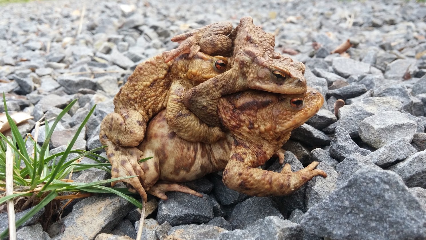 1490x838, 349 Kb / жабы, камни, трава