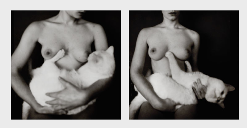 800x417, 32 Kb / котэ, сиськи, диптих, ч/б