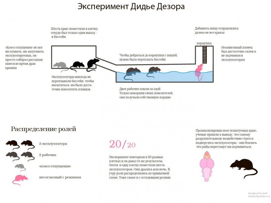 900x674, 86 Kb / крысы, эксперимент, иерархия, дидье-дезор