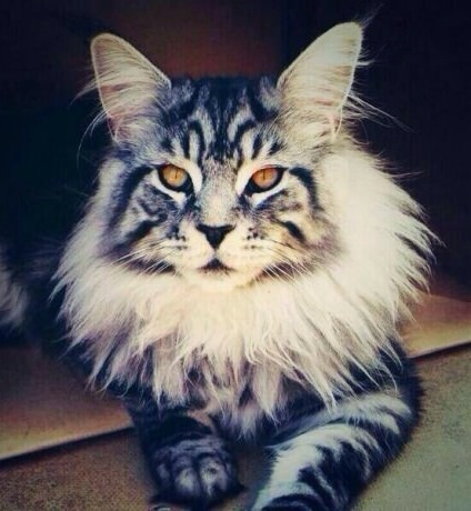 424x460, 66 Kb / кот, грива