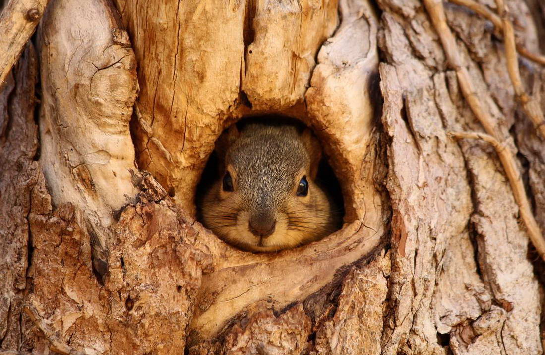 1099x715, 156 Kb / белка, дупло