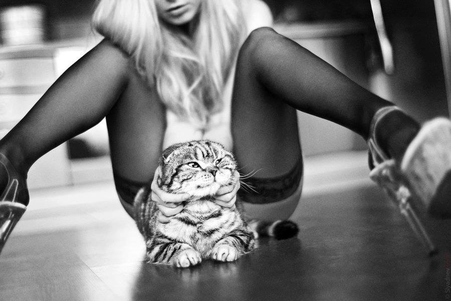 900x600, 63 Kb / чулки, ч/б, вислоухий