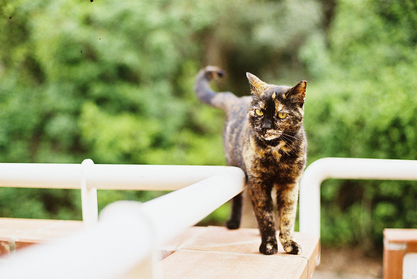 1380x924, 251 Kb / котэ, пират, пленка