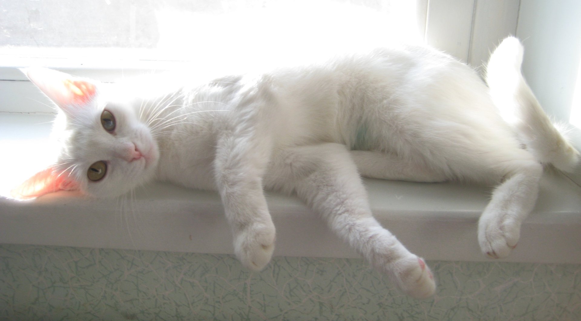 1920x1060, 171 Kb / кошка, белая, окно