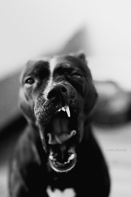 500x750, 174 Kb / собака, пасть, оскал