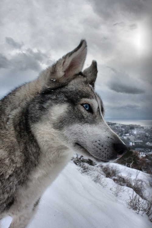 500x750, 90 Kb / волк