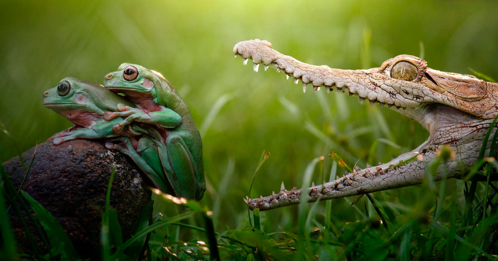 990x519, 145 Kb / крокодил, лягушки