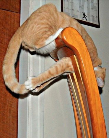 369x468, 51 Kb / кот, стул, спинка