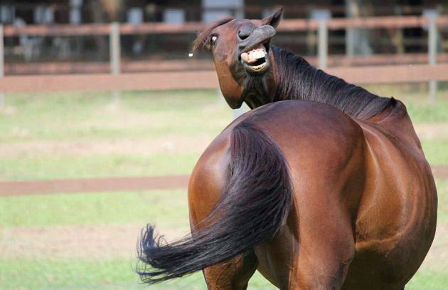 630x407, 75 Kb / лошадь, улыбка, зубы