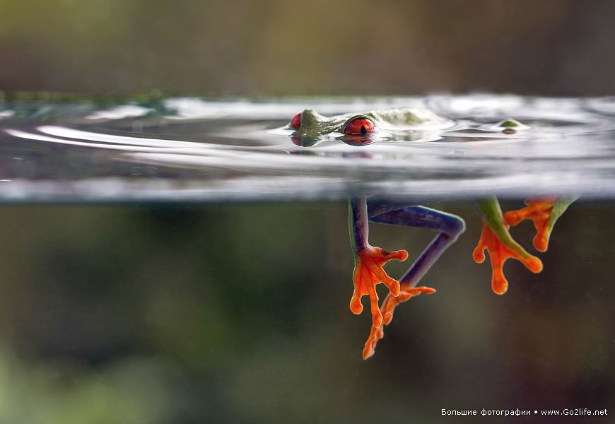 870x600, 55 Kb / красноглазая, древесная, лягушка