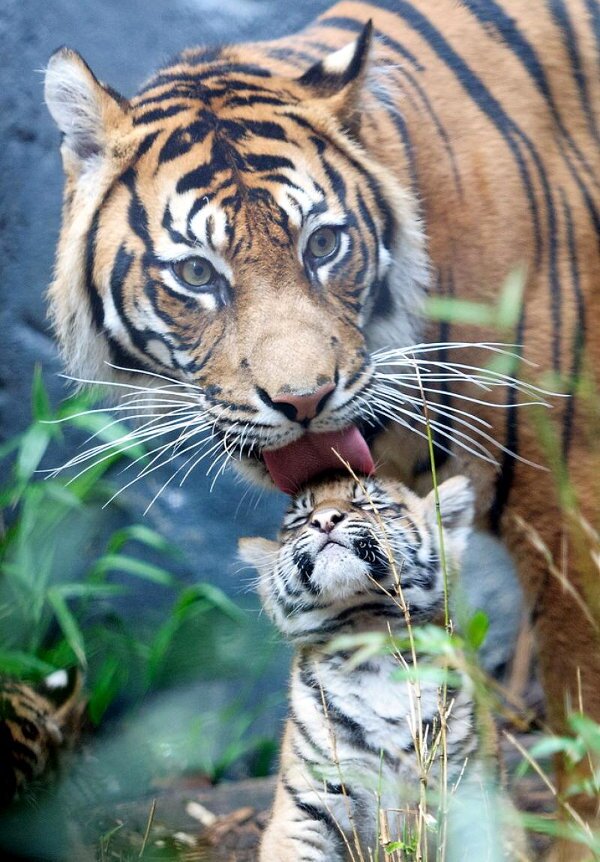 600x862, 127 Kb / тигрица, тигренок