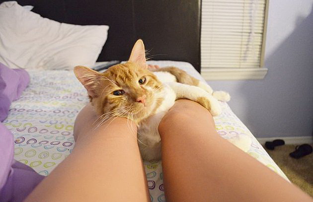 630x407, 56 Kb / ноги, кот, рыжий