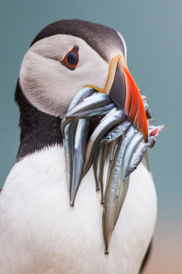 600x900, 126 Kb / тупик, рыба, клюв, птица, селедка